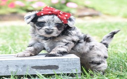 Yorkiepoo dogs for sale: Prissie - Image 11