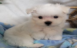 Maltese dogs for sale: Alex - Image 1