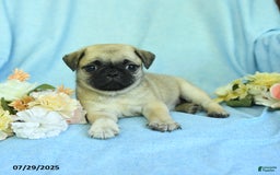 Pug dogs for sale: Betsy - Image 4