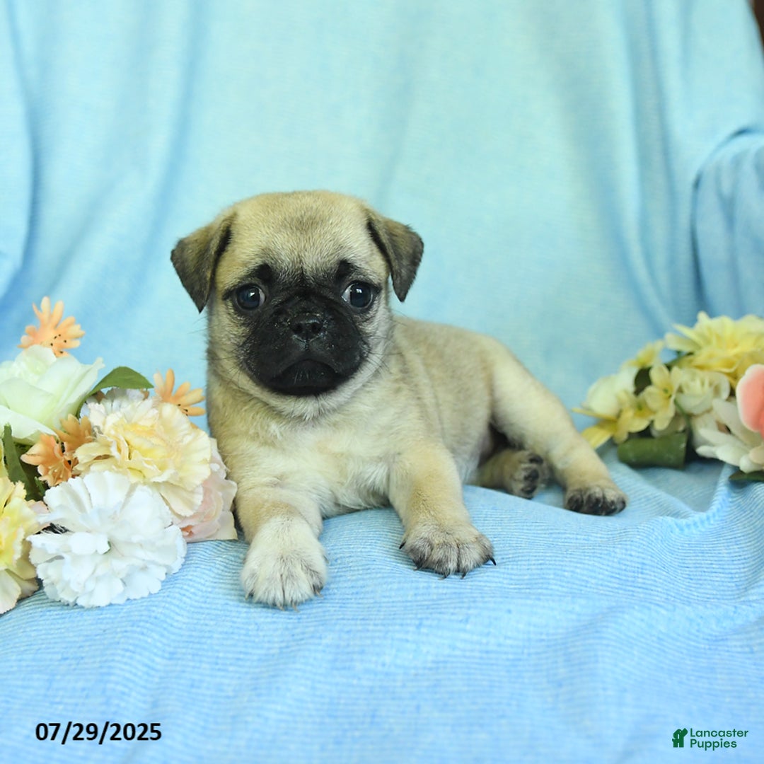 Pug dogs for sale: Betsy - Image 4