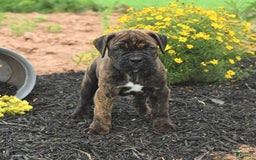 Cane Corso dogs for sale: Inky - Image 8
