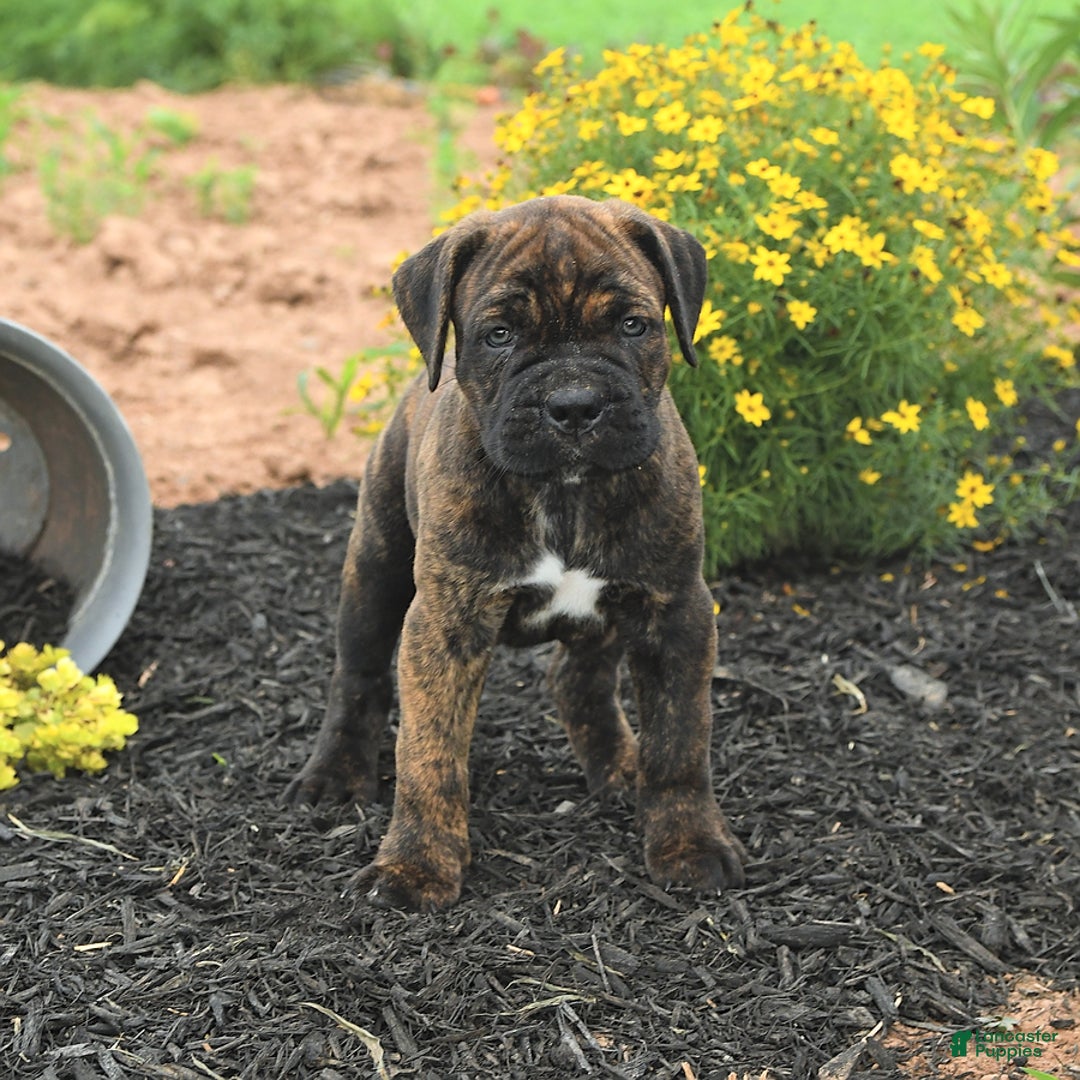 Cane Corso dogs for sale: Inky - Image 8