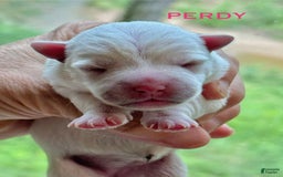 West Highland Terrier dogs for sale: Perdy - Image 1