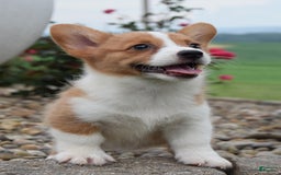 Welsh Corgi Pembroke dogs for sale: Lila - Image 3