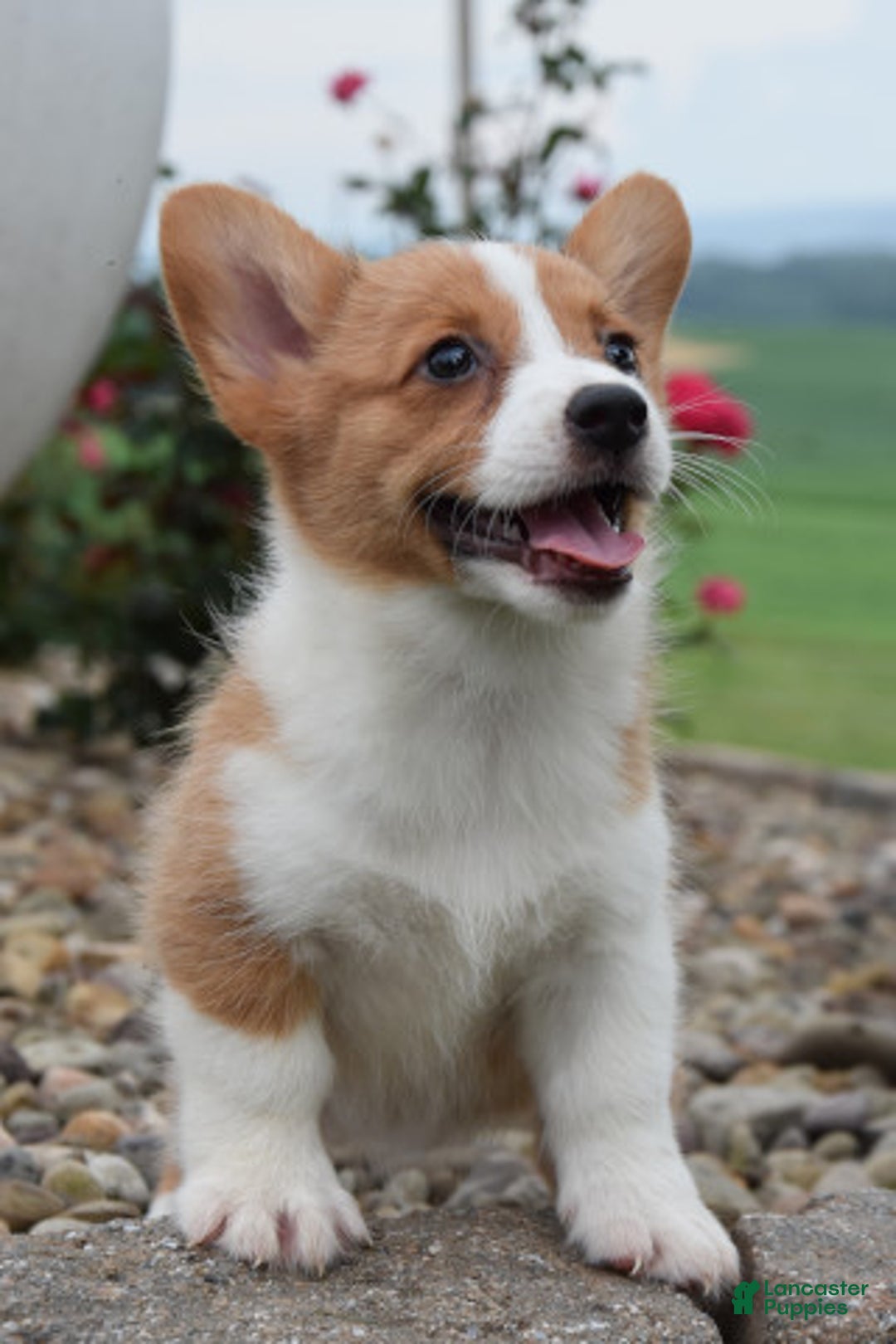 Welsh Corgi Pembroke dogs for sale: Lila - Image 3