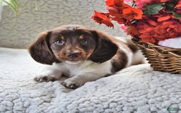 Miniature Dachshund dogs for sale: Miniature Dachshund 4 puppies - Image 9