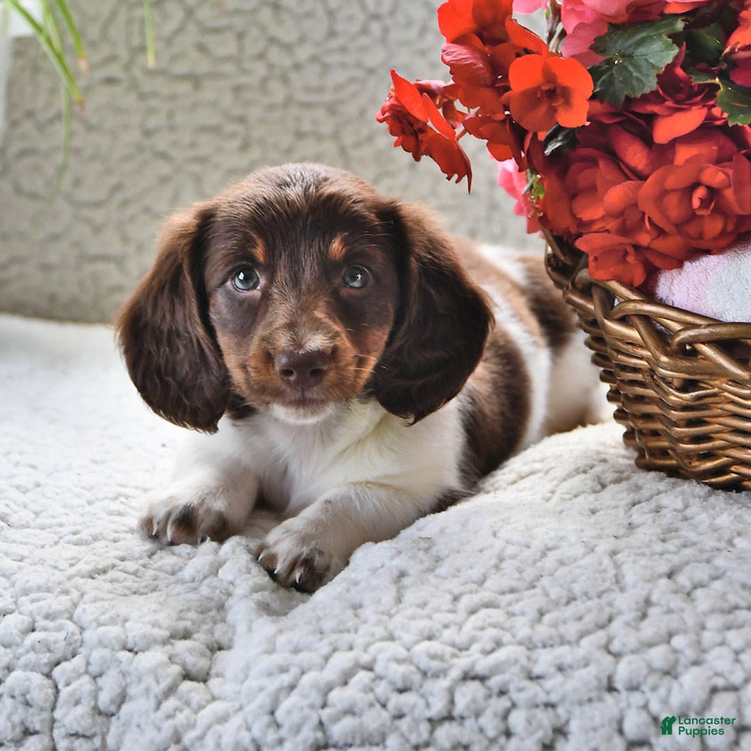 Miniature Dachshund dogs for sale: Miniature Dachshund 4 puppies - Image 9