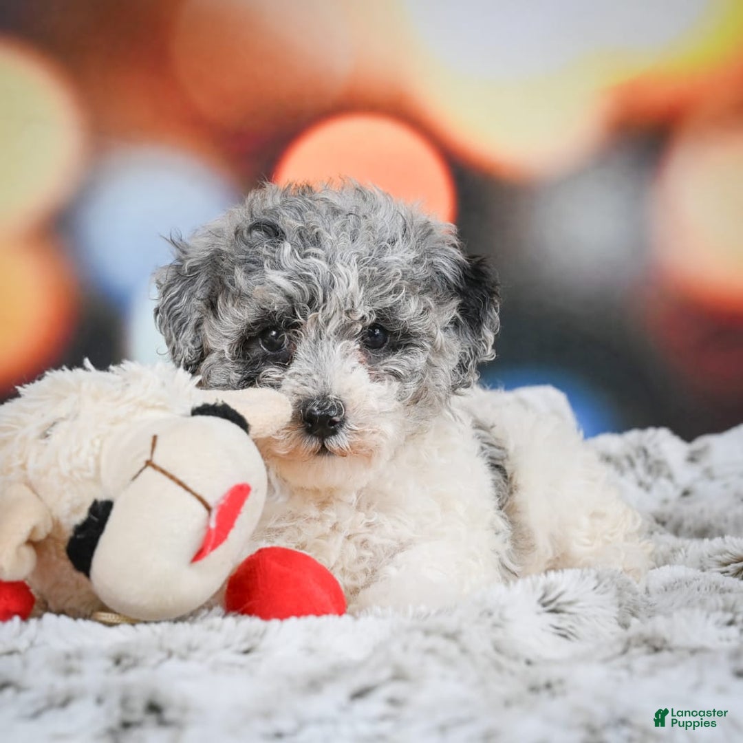 Miniature Poodle dogs for sale: Amber - Image 1