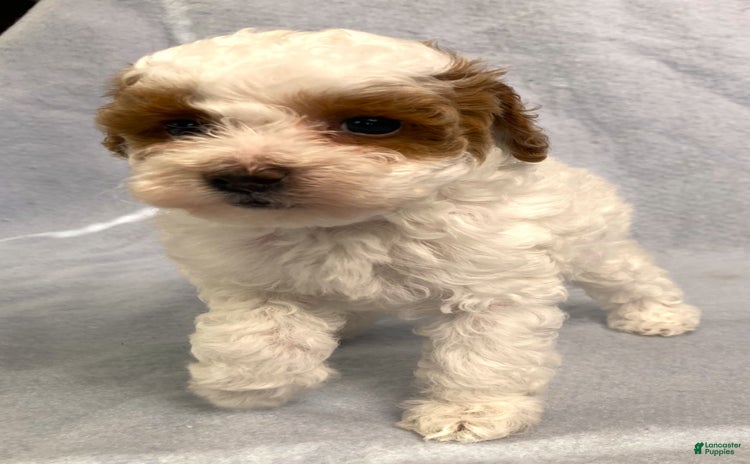 Miniature Poodle dogs for sale - Ad 2