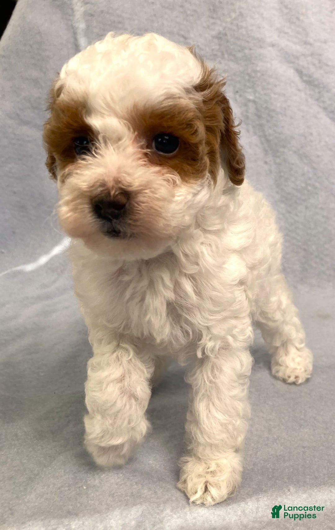 Miniature Poodle dogs for sale: Lily - Image 1