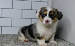 Welsh Corgi Pembroke dogs for sale: Moses - Image 3