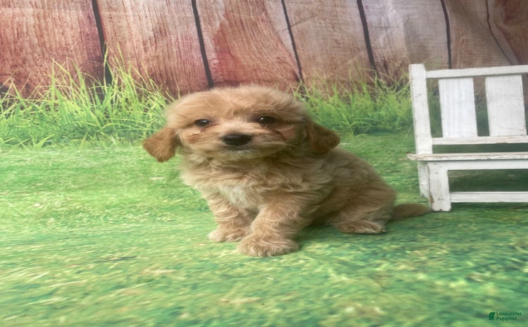 Mini Goldendoodle dogs for sale - Ad 1