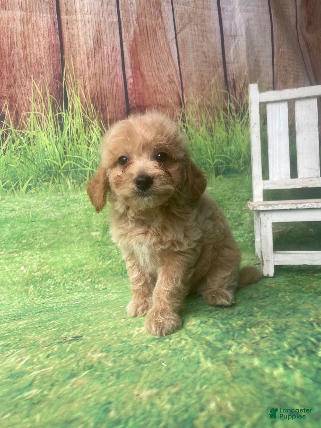 Mini Goldendoodle dogs for sale: Kona - Image 1
