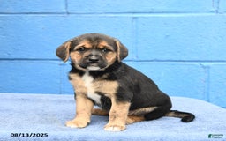 Australian Cattle Dog dogs for sale: Jack Sparrow - Image 2