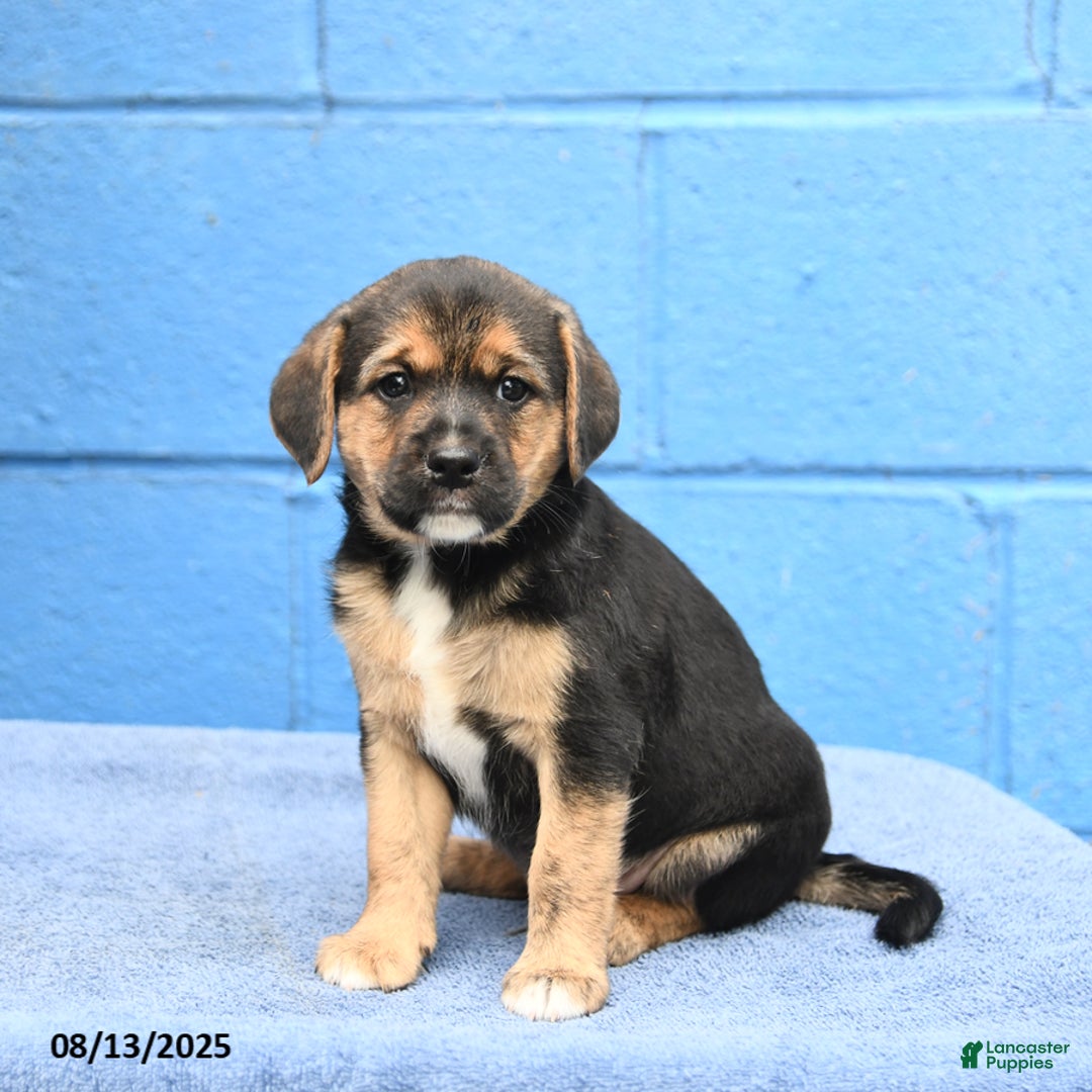 Australian Cattle Dog dogs for sale: Jack Sparrow - Image 2