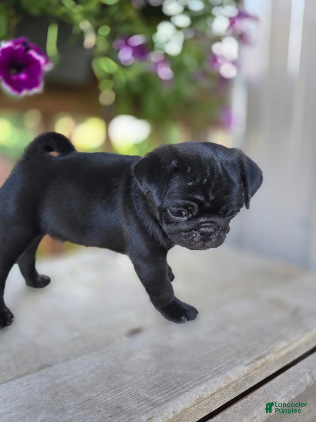 Pug dogs for sale: Ranger - Image 1