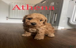 Toy Poodle dogs for sale: Athena - Image 5