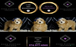 Miniature Poodle dogs for sale: Deeter - Image 4