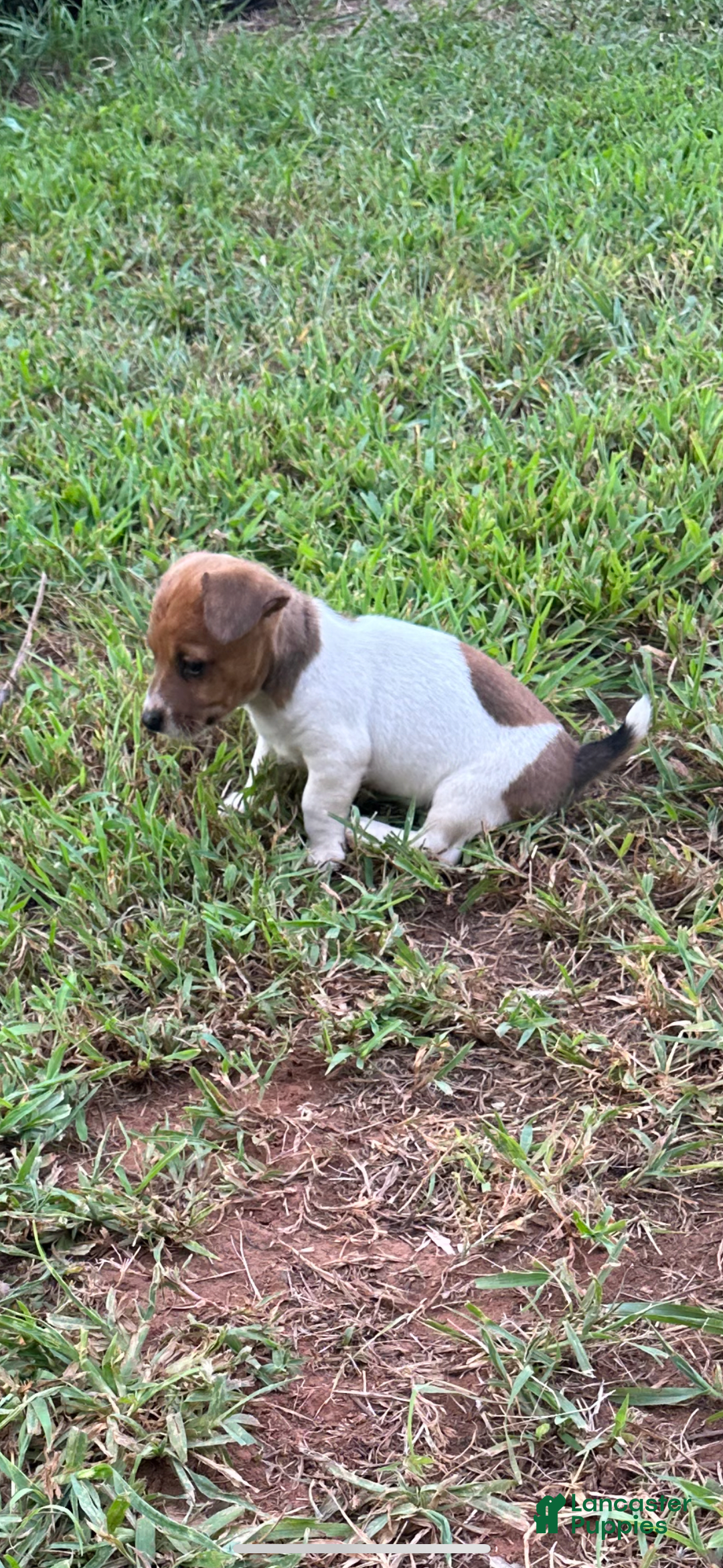 Jack Russell Terrier dogs for sale: Girl 3 - Image 1