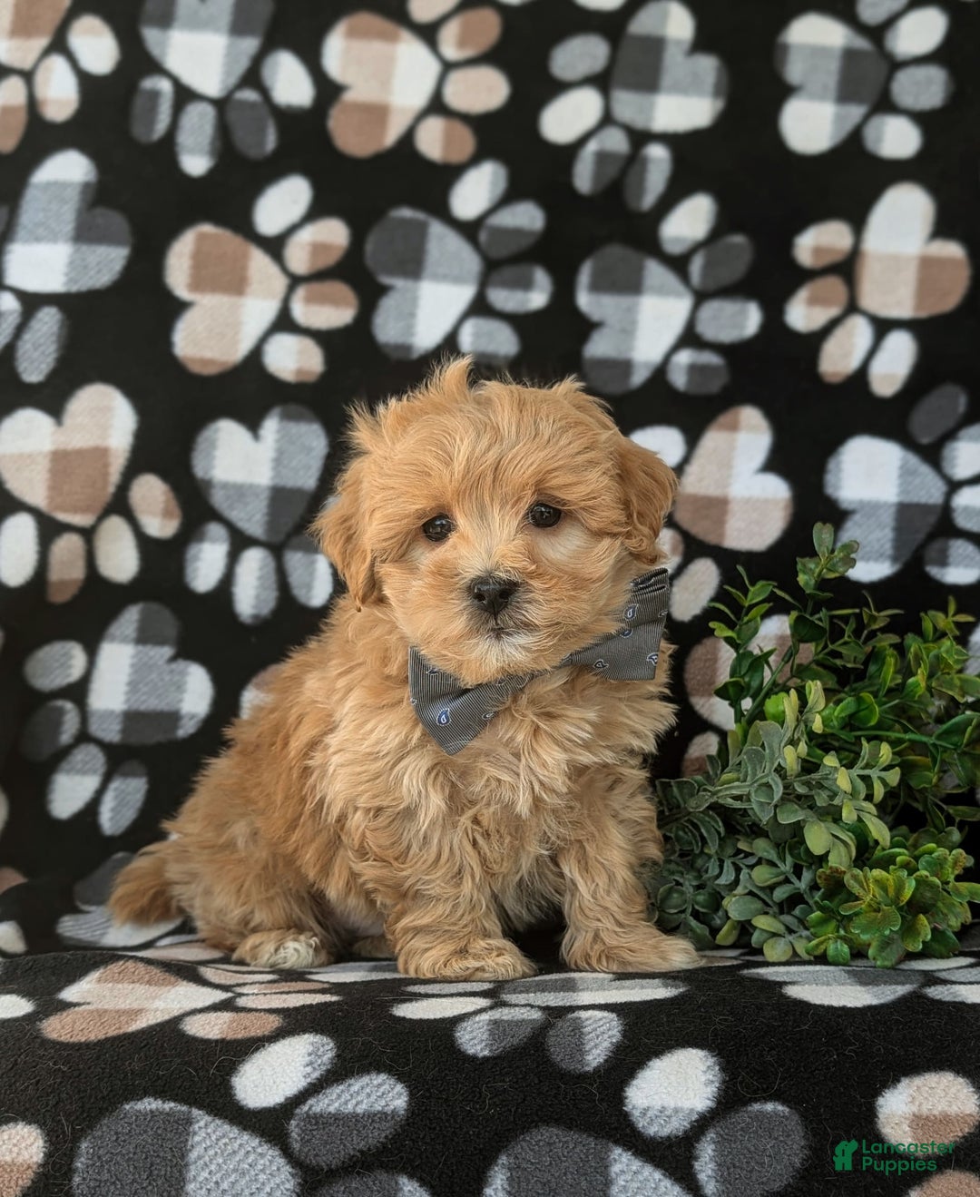 Maltipoo dogs for sale: Whelan - Image 1