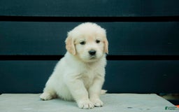 Golden Retriever dogs for sale: Doc Aka Black - Image 3