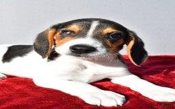 Beagle dogs for sale: Sammy - Image 2