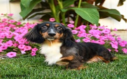Dachshund dogs for sale: Teddy Bear - Image 2