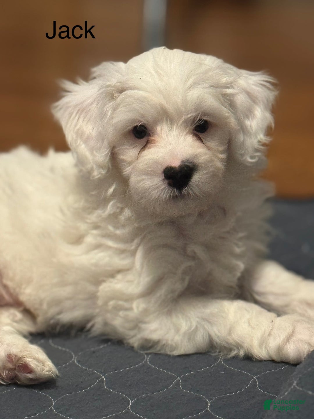 Mini Bernedoodle dogs for sale: Jack - Image 8