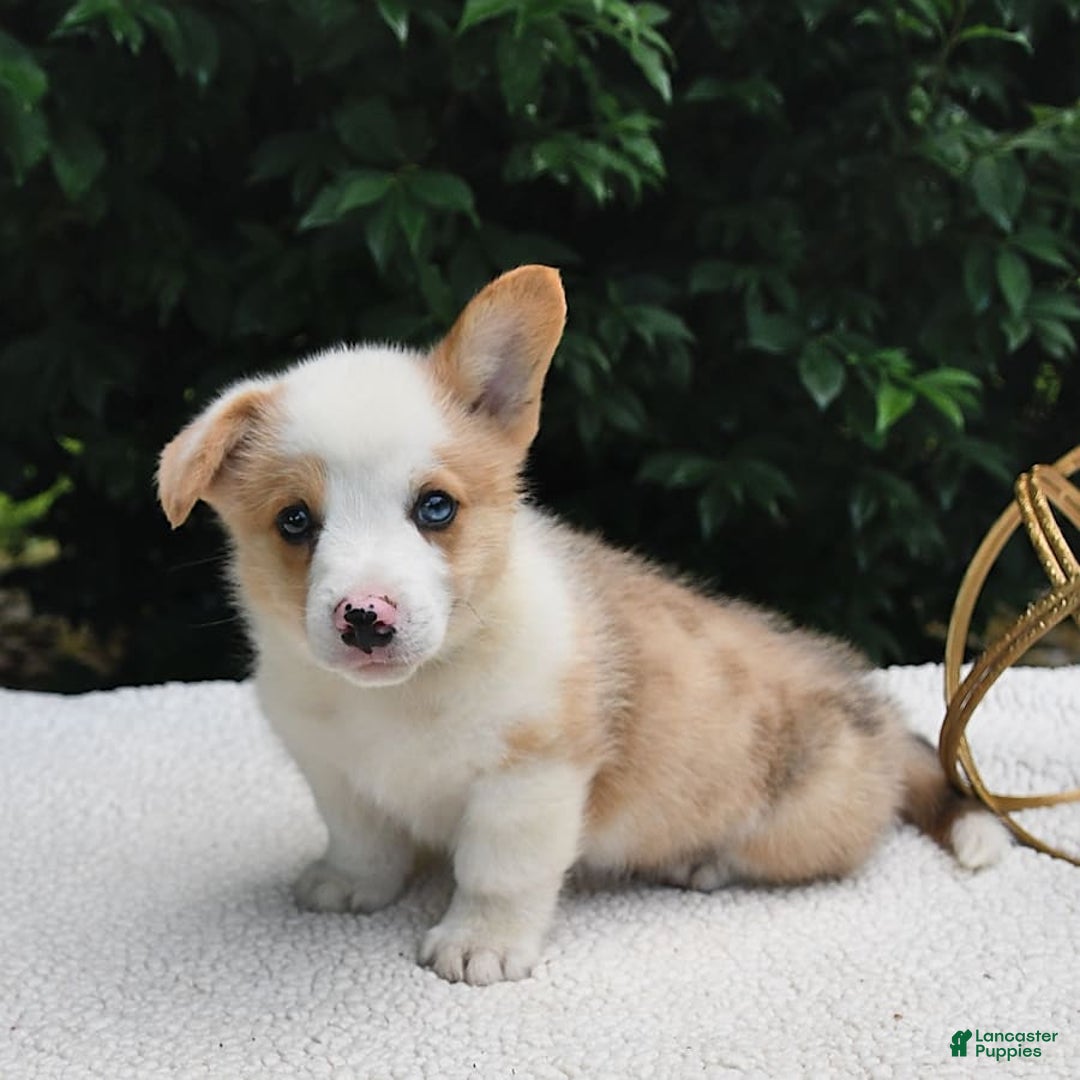 Welsh Corgi Pembroke dogs for sale: Thorne - Image 17