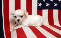 Maltese dogs for sale: Tiffany - Image 3