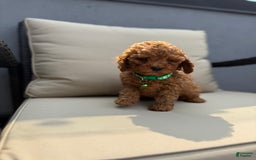 Toy Poodle dogs for sale: Frankie - Image 2