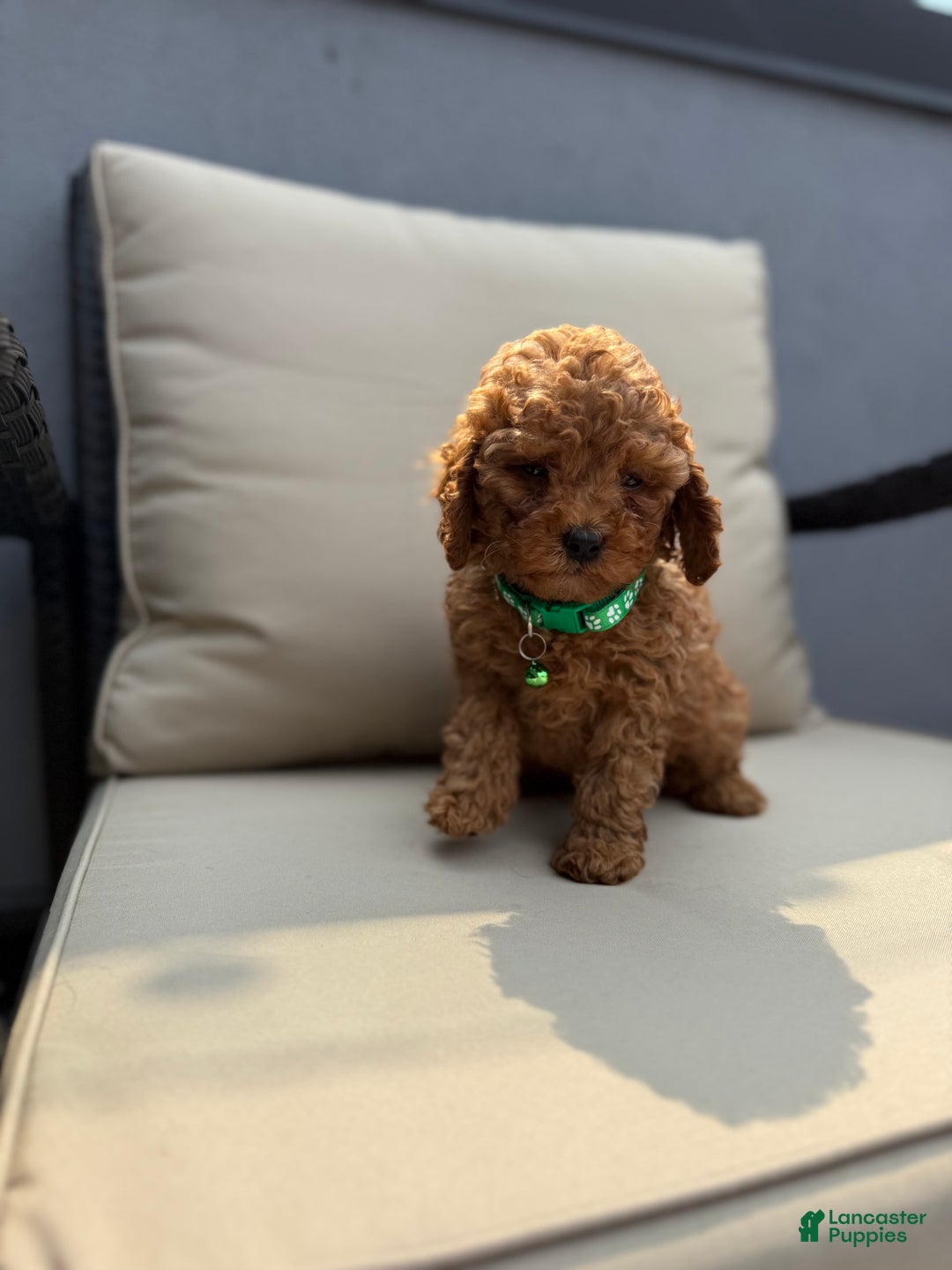 Toy Poodle dogs for sale: Frankie - Image 2