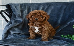 Mini Goldendoodle dogs for sale: Lacey - Image 12