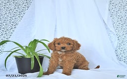 Cavapoo dogs for sale: Ryder - Image 2