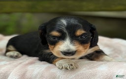Miniature Dachshund dogs for sale: Diamond - Image 4