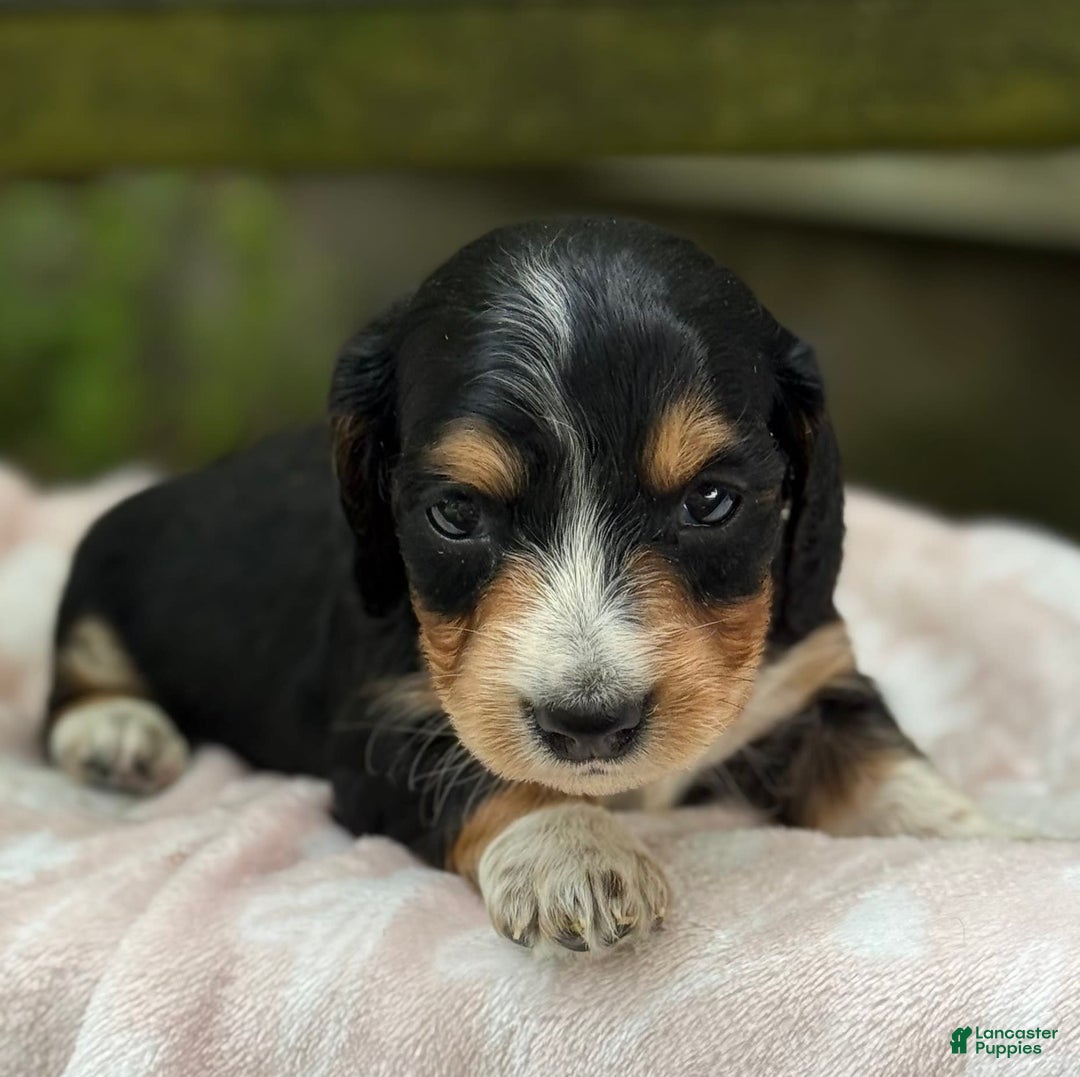 Miniature Dachshund dogs for sale: Diamond - Image 4