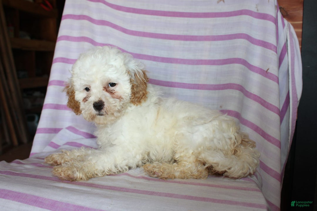 Cockapoo dogs for sale: Lily - Image 7