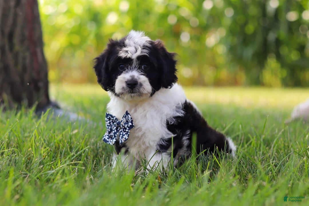 Cavapoo dogs for sale: Kye - Image 2