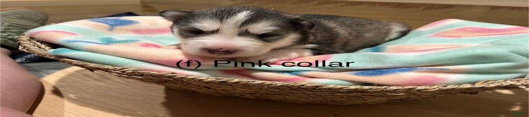 Pink Collar