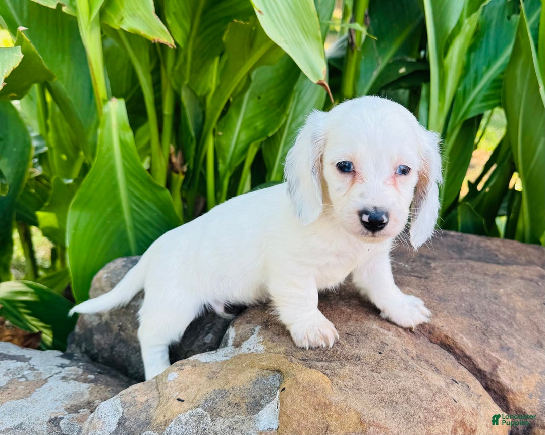 Miniature Dachshund dogs for sale: Carter LH - Image 1