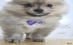Pomeranian dogs for sale: Love-a-lot Bear - Image 1