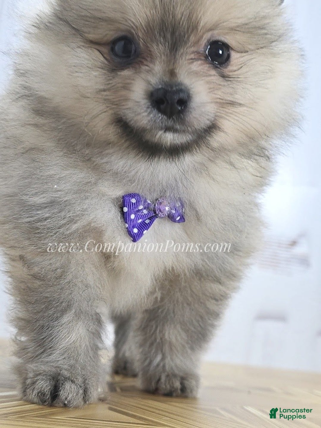 Pomeranian dogs for sale: Love-a-lot Bear - Image 1