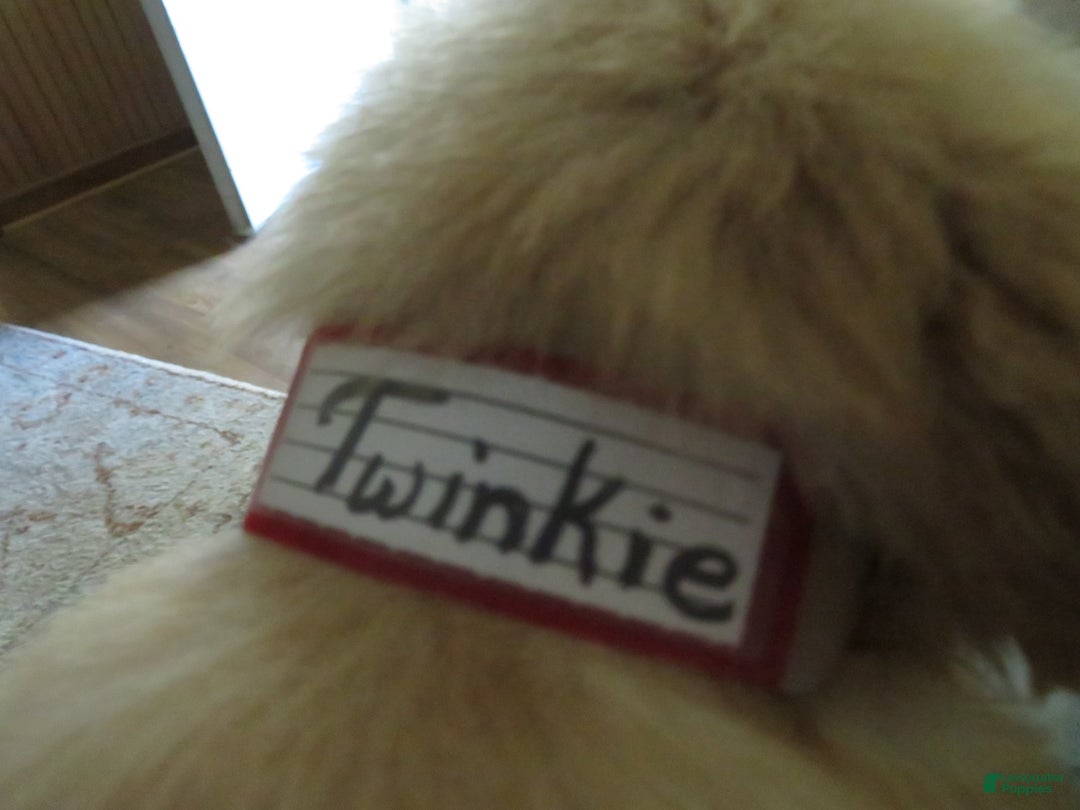 Golden Retriever dogs for sale: Twinkie - Image 7