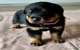Rottweiler dogs for sale: Purple - Image 9