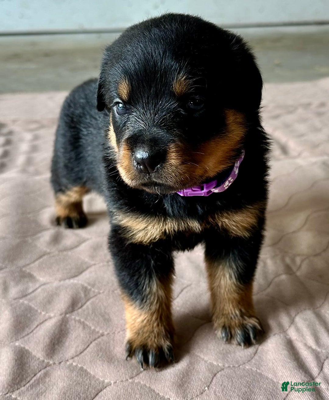 Rottweiler dogs for sale: Purple - Image 9