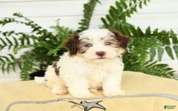Havanese dogs for sale: Max - Image 1