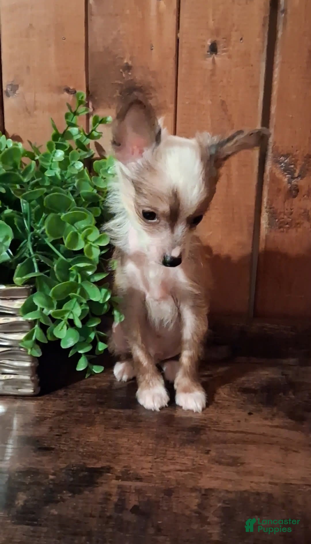 Chinese Crested dogs for sale: Chewy - Image 7