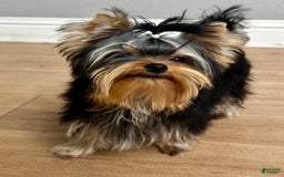 Yorkshire Terrier dogs for sale: Richi - Image 1