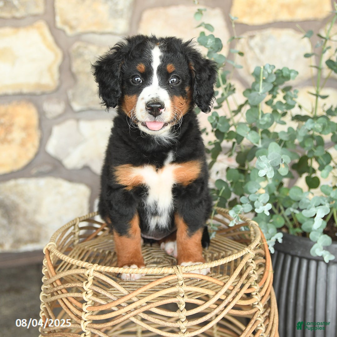 Mini Bernedoodle dogs for sale: Gracie - Image 4