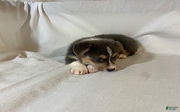 Welsh Corgi Pembroke dogs for sale: Jasper - Image 1